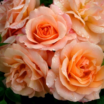 Rosa - hybride - Aprikola® - Kororbe